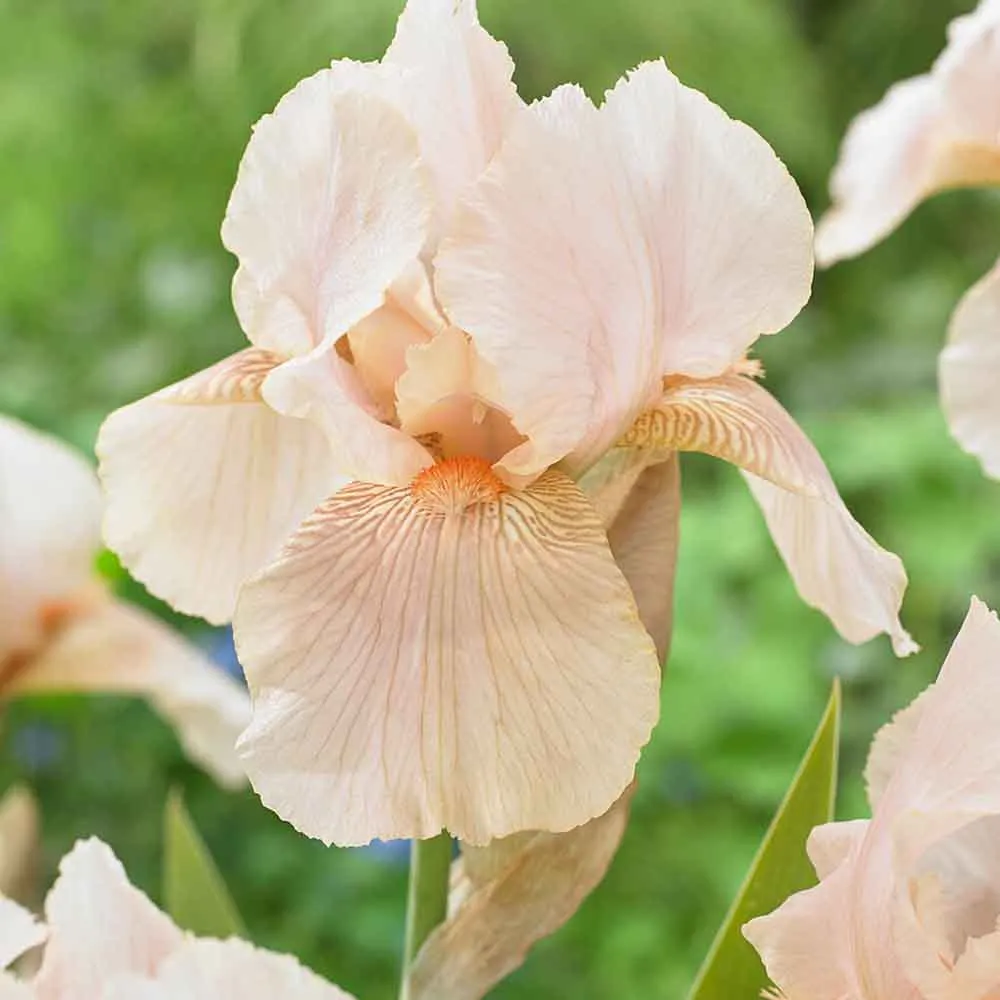 Iris Germanica (Stanjenel) Constant Wattez, cu flori parfumate roz-violet, crestere rapida, bulb plantat ghiveci