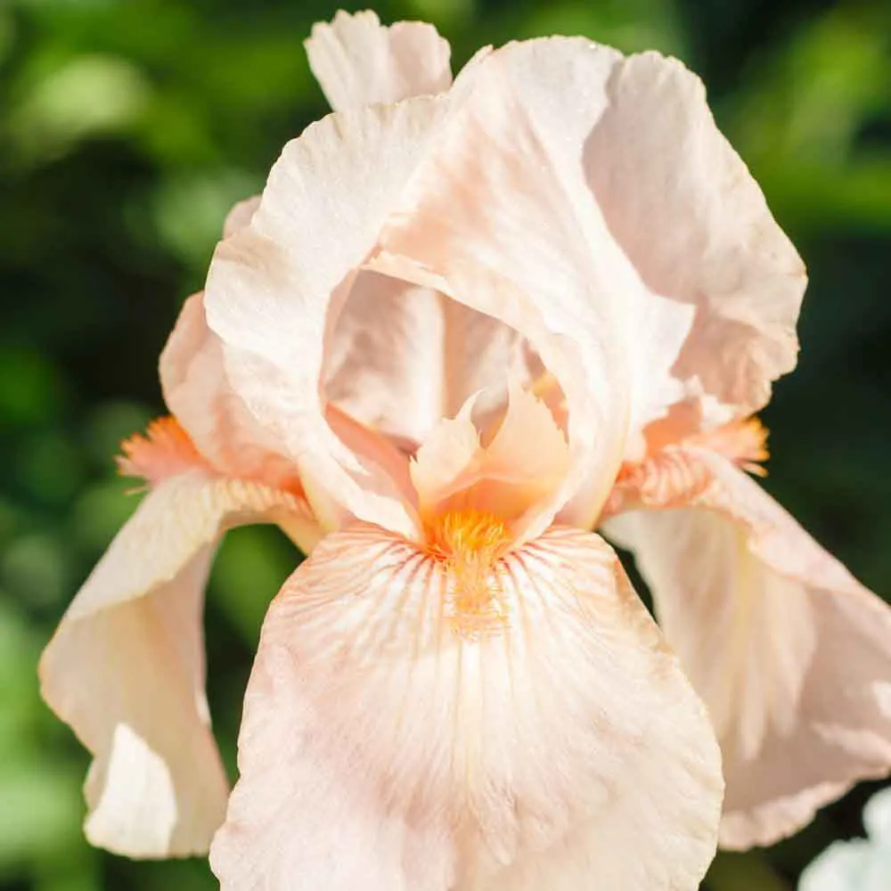 Iris Germanica (Stanjenel) Constant Wattez, cu flori parfumate roz-violet, crestere rapida, bulb plantat ghiveci