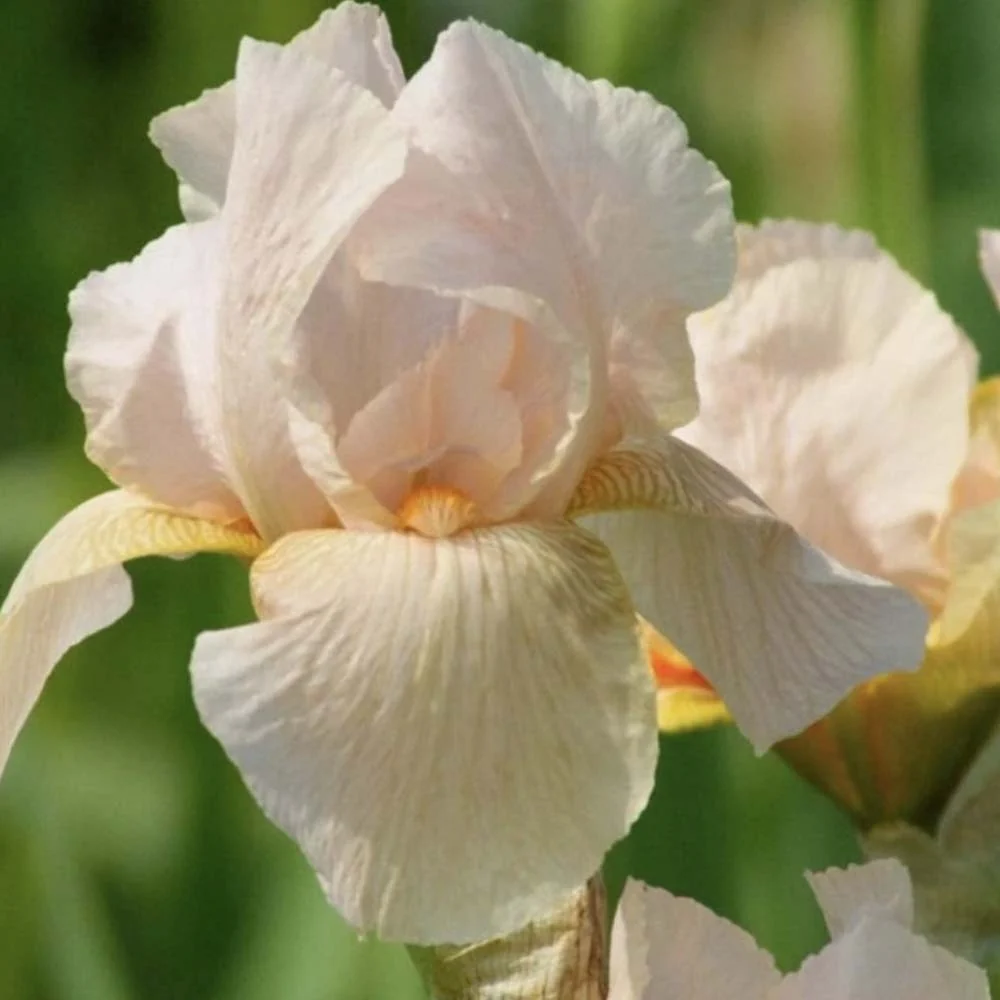 Iris Germanica (Stanjenel) Constant Wattez, cu flori parfumate roz-violet, crestere rapida, bulb plantat ghiveci