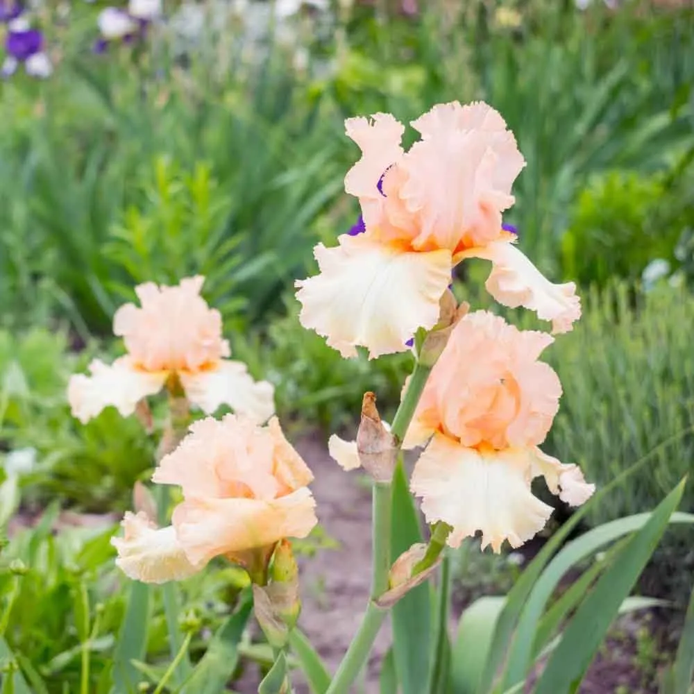 Iris Germanica (Stanjenel) Constant Wattez, cu flori parfumate roz-violet, crestere rapida, bulb plantat ghiveci