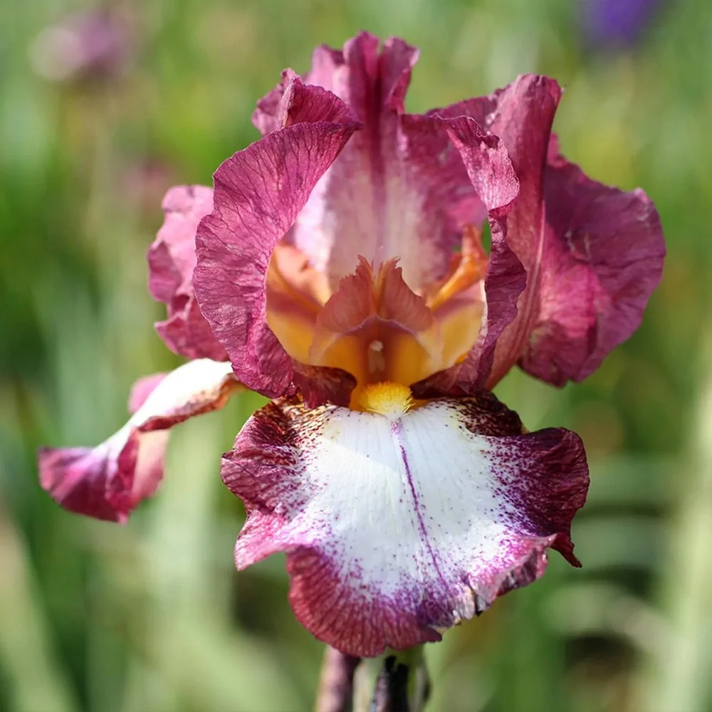 Iris Germanica (Stanjenel) Crinoline, cu flori alb-crem cu borduri galbene si volanate, crestere rapida, bulb plantat ghiveci