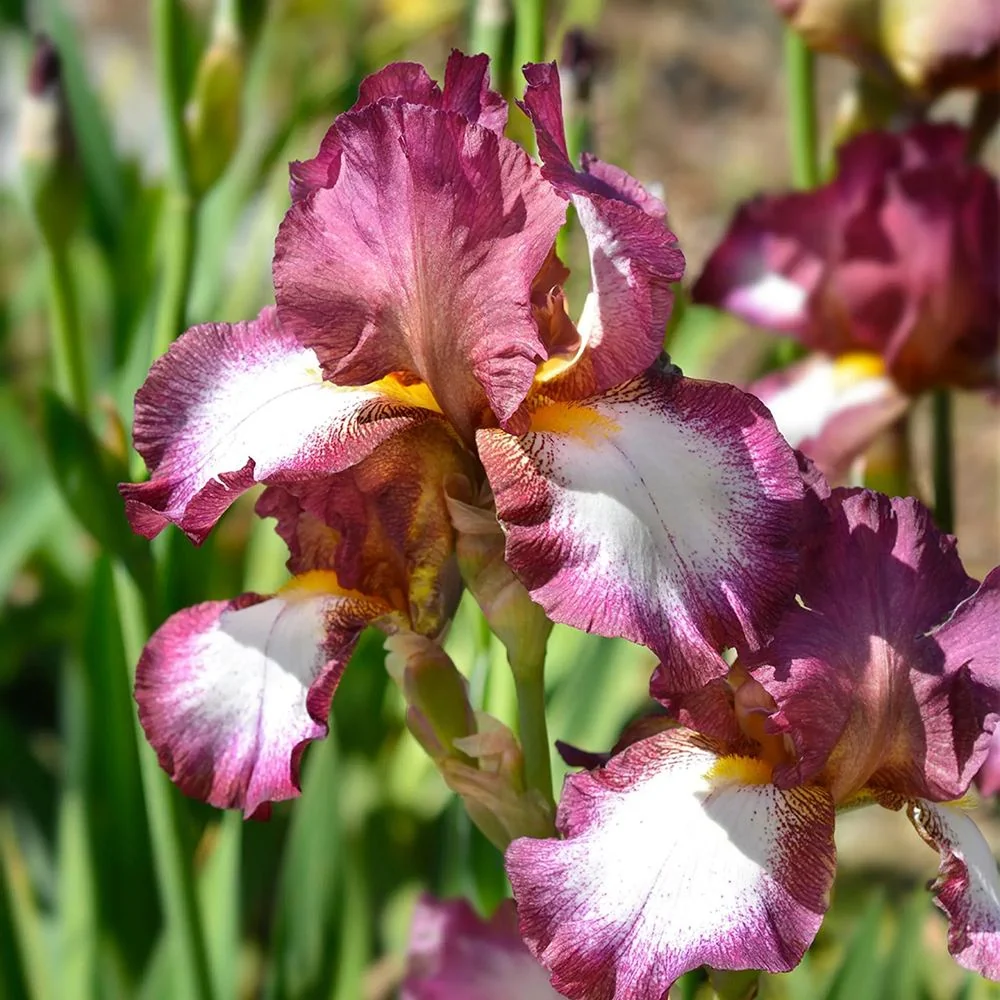 Iris Germanica (Stanjenel) Crinoline, cu flori alb-crem cu borduri galbene si volanate, crestere rapida, bulb plantat ghiveci