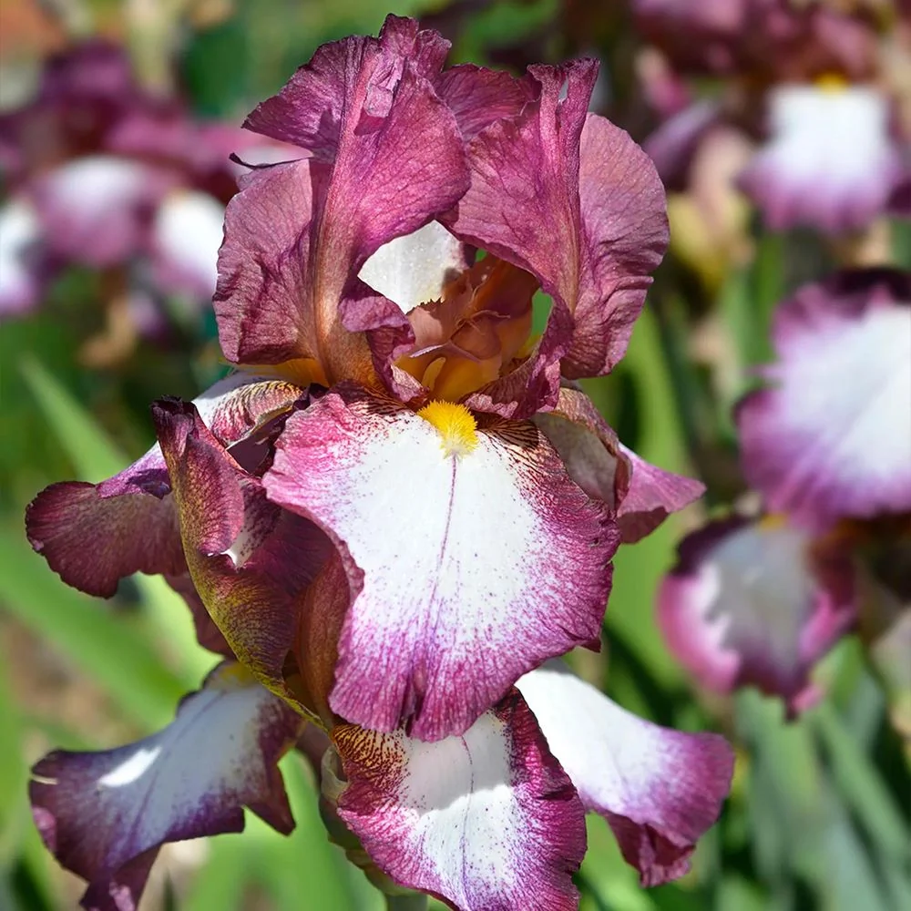 Iris Germanica (Stanjenel) Crinoline, cu flori alb-crem cu borduri galbene si volanate, crestere rapida, bulb plantat ghiveci