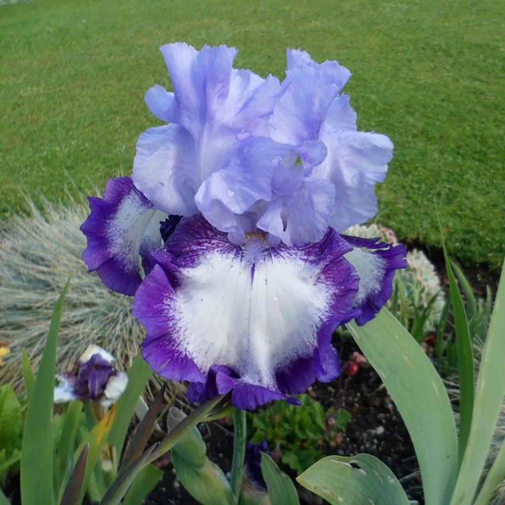 Iris Germanica (Stanjenel) On Edge, cu flori albastre-alb parfumate, crestere rapida, bulb plantat ghiveci