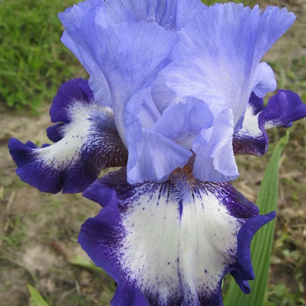 Iris Germanica (Stanjenel) On Edge, cu flori albastre-alb parfumate, crestere rapida, bulb plantat ghiveci