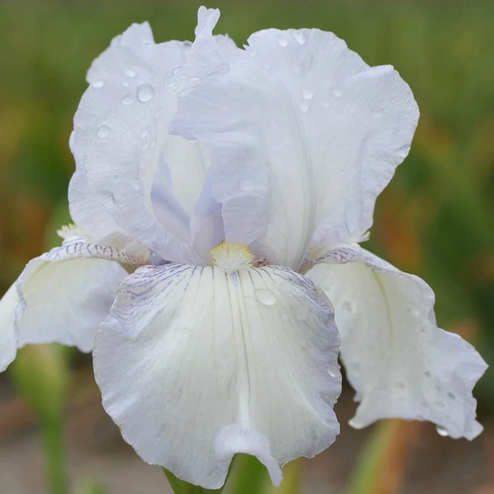 Iris Germanica (Stanjenel) English Cottage, cu flori parfumate roz-al si alb cu nuante de violet, crestere rapida, bulb pl...