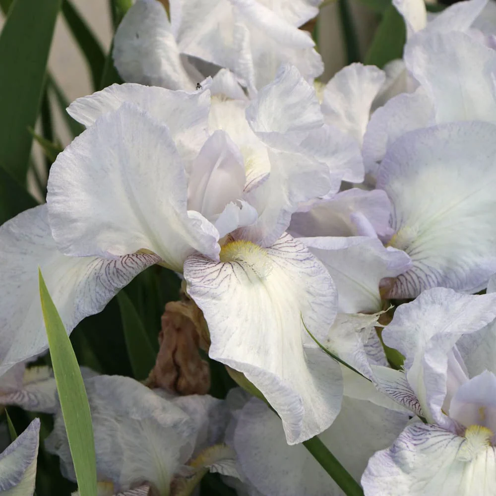 Iris Germanica (Stanjenel) English Cottage, cu flori parfumate roz-al si alb cu nuante de violet, crestere rapida, bulb pl...