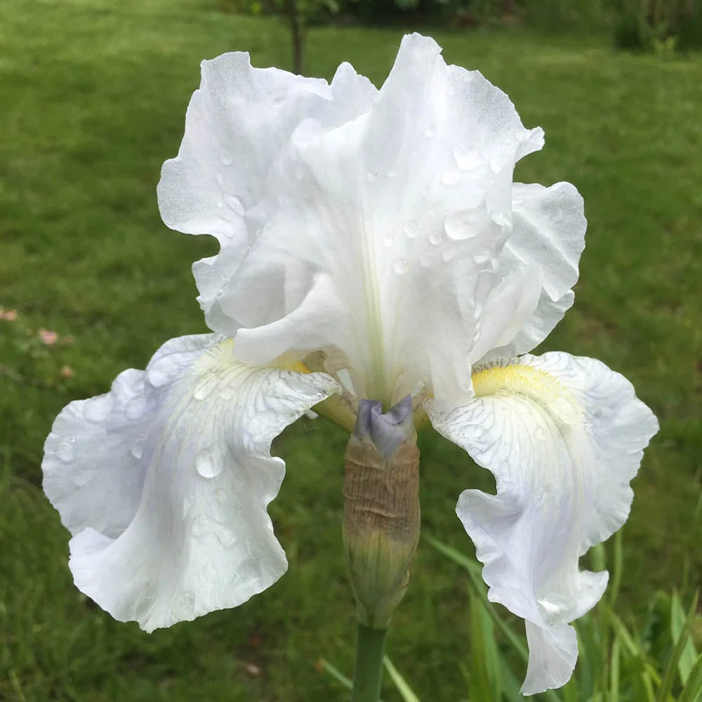 Iris Germanica (Stanjenel) English Cottage, cu flori parfumate roz-al si alb cu nuante de violet, crestere rapida, bulb pl...