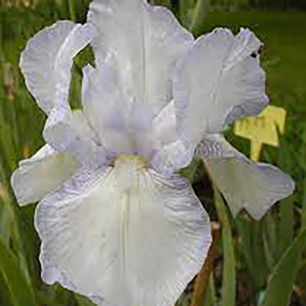 Iris Germanica (Stanjenel) English Cottage, cu flori parfumate roz-al si alb cu nuante de violet, crestere rapida, bulb pl...