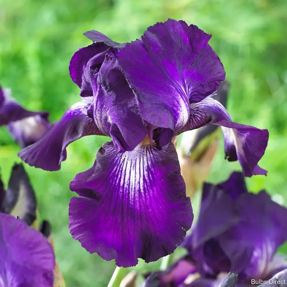 Iris Germanica (Stanjenel) Exotic Star, flori mov-alb spectaculoase si parfumate, crestere rapida, bulb plantat ghiveci