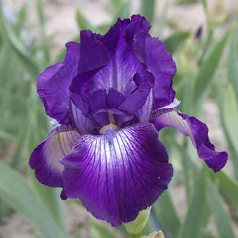 Iris Germanica (Stanjenel) Exotic Star, flori mov-alb spectaculoase si parfumate, crestere rapida, bulb plantat ghiveci