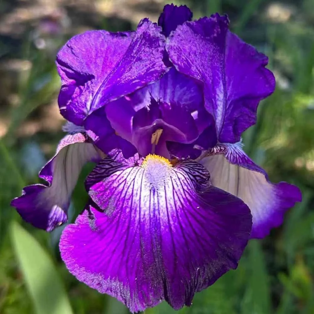 Iris Germanica (Stanjenel) Exotic Star, flori mov-alb spectaculoase si parfumate, crestere rapida, bulb plantat ghiveci