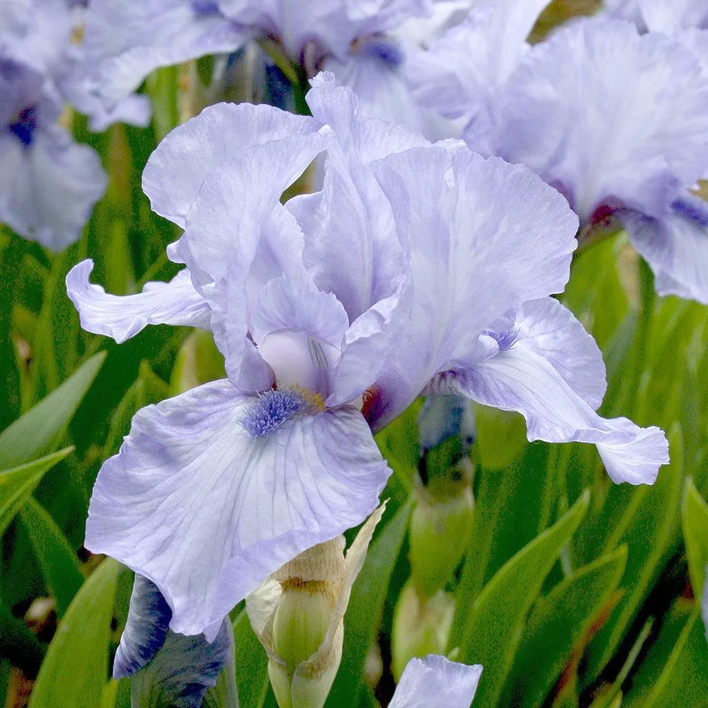 Iris Germanica (Stanjenel) Az Ap, cu flori violet intens parfumate, crestere rapida, bulb plantat ghiveci