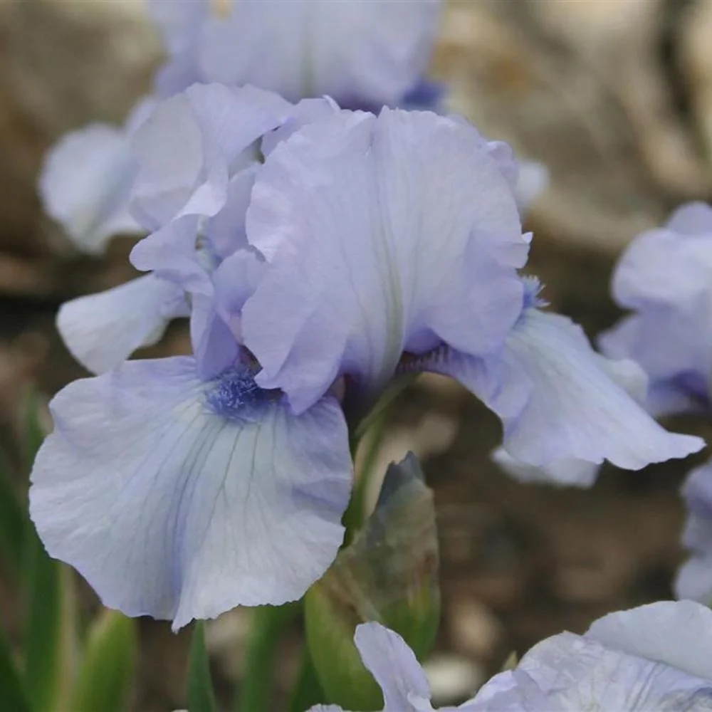 Iris Germanica (Stanjenel) Az Ap, cu flori violet intens parfumate, crestere rapida, bulb plantat ghiveci