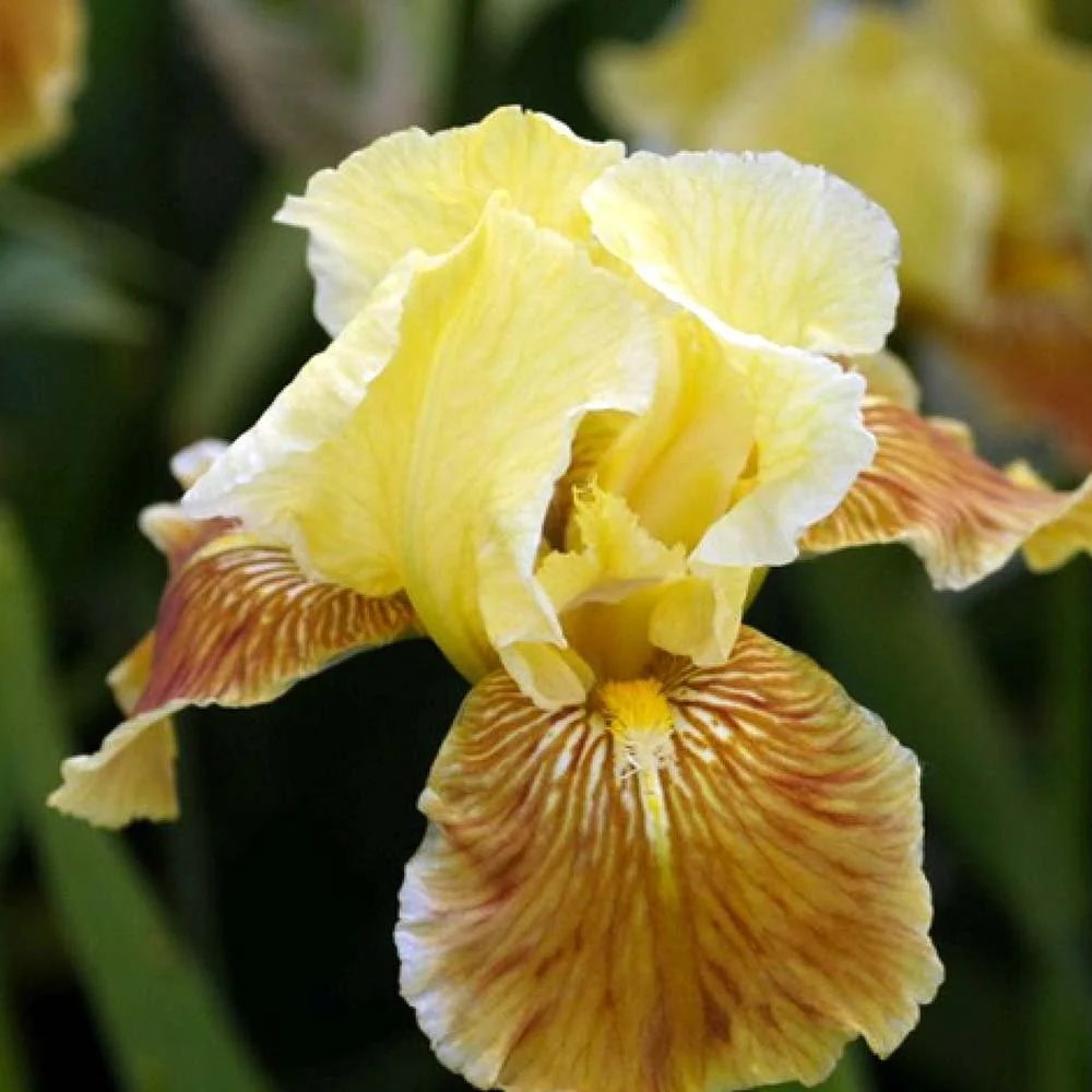 Iris Germanica (Stanjenel) Golden Muffin, cu flori galben auriu parfumate, crestere rapida, bulb plantat ghiveci