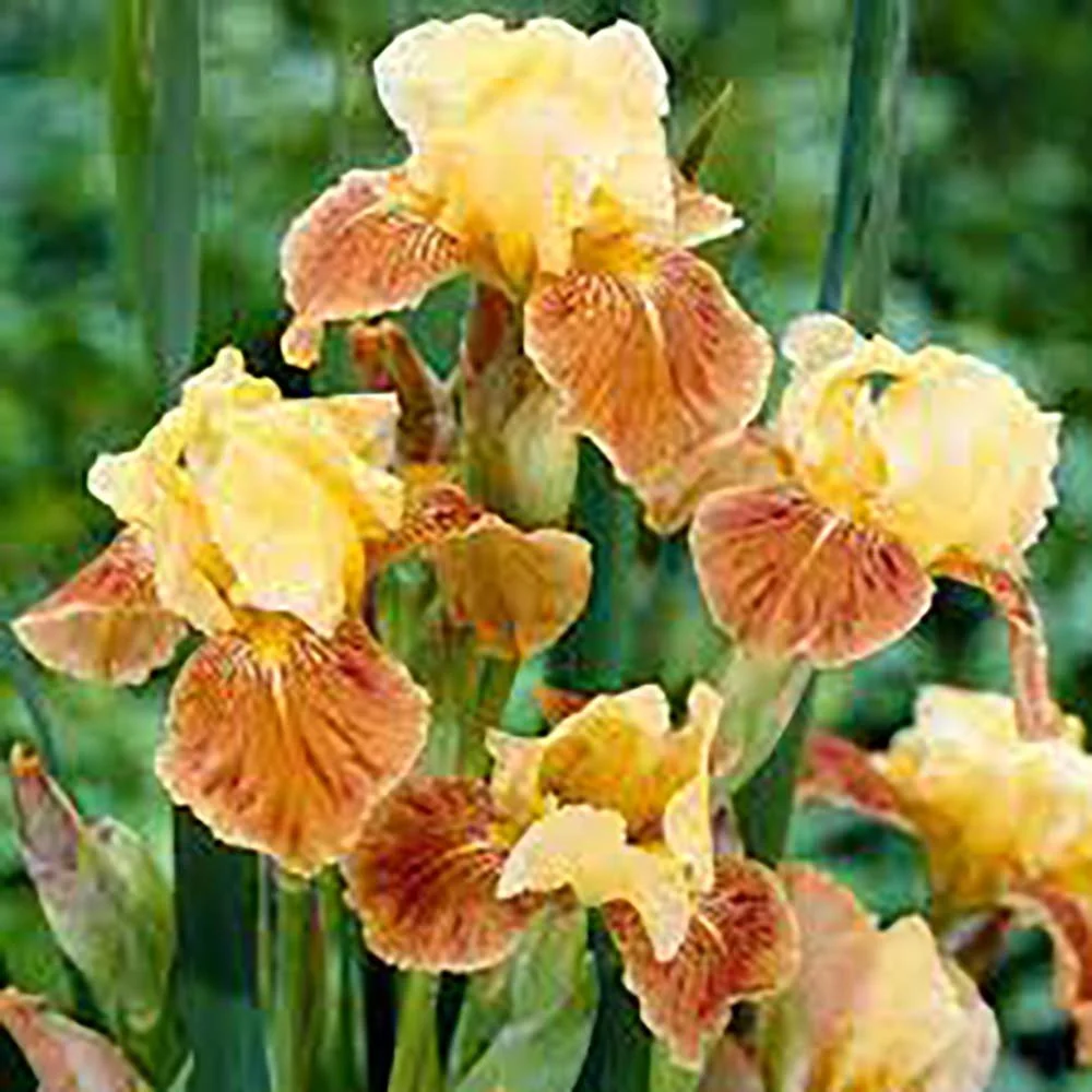 Iris Germanica (Stanjenel) Golden Muffin, cu flori galben auriu parfumate, crestere rapida, bulb plantat ghiveci