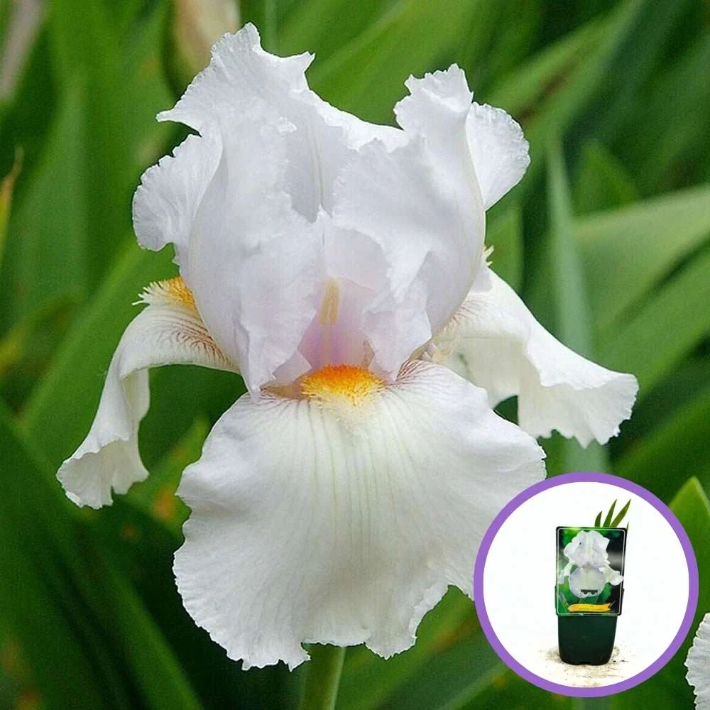 Iris Germanica (Stanjenel) Immortality, cu flori albe parfumate, crestere rapida, bulb plantat ghiveci