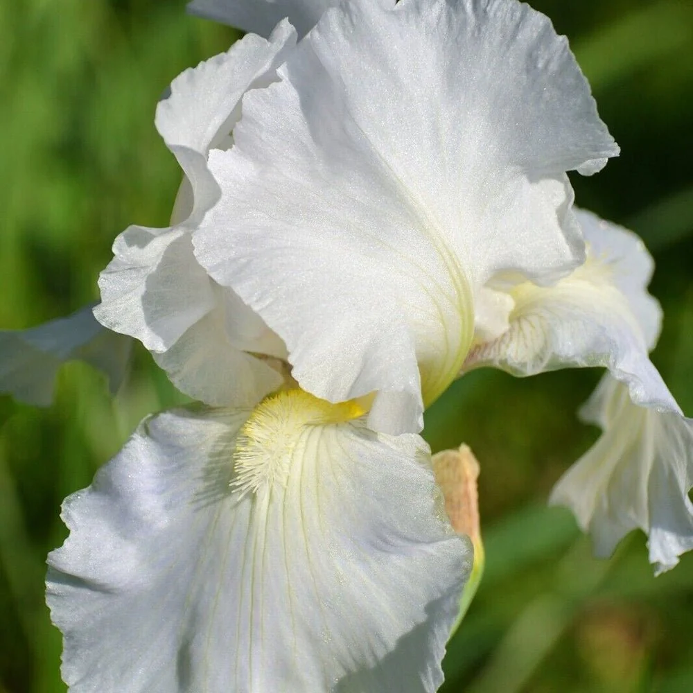 Iris Germanica (Stanjenel) Immortality, cu flori albe parfumate, crestere rapida, bulb plantat ghiveci