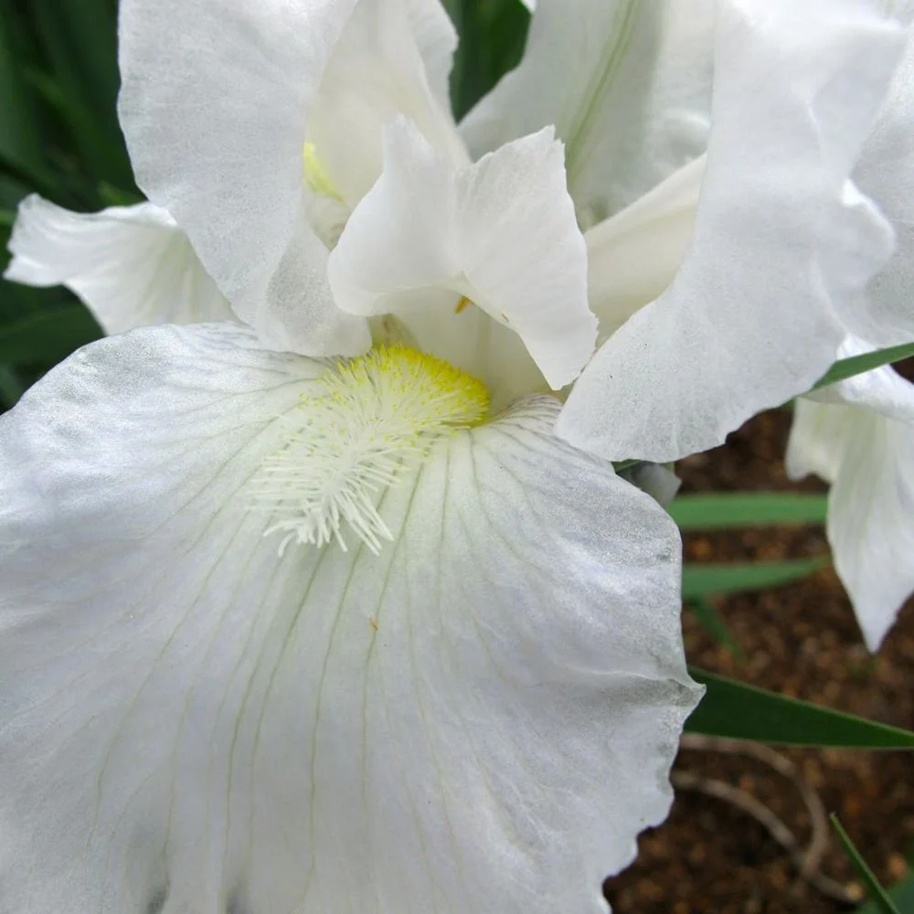 Iris Germanica (Stanjenel) Immortality, cu flori albe parfumate, crestere rapida, bulb plantat ghiveci