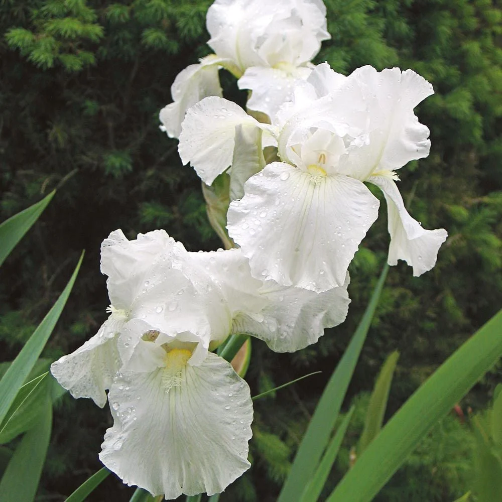 Iris Germanica (Stanjenel) Immortality, cu flori albe parfumate, crestere rapida, bulb plantat ghiveci