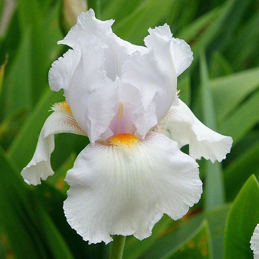 Iris Germanica (Stanjenel) Immortality, cu flori albe parfumate, crestere rapida, bulb plantat ghiveci