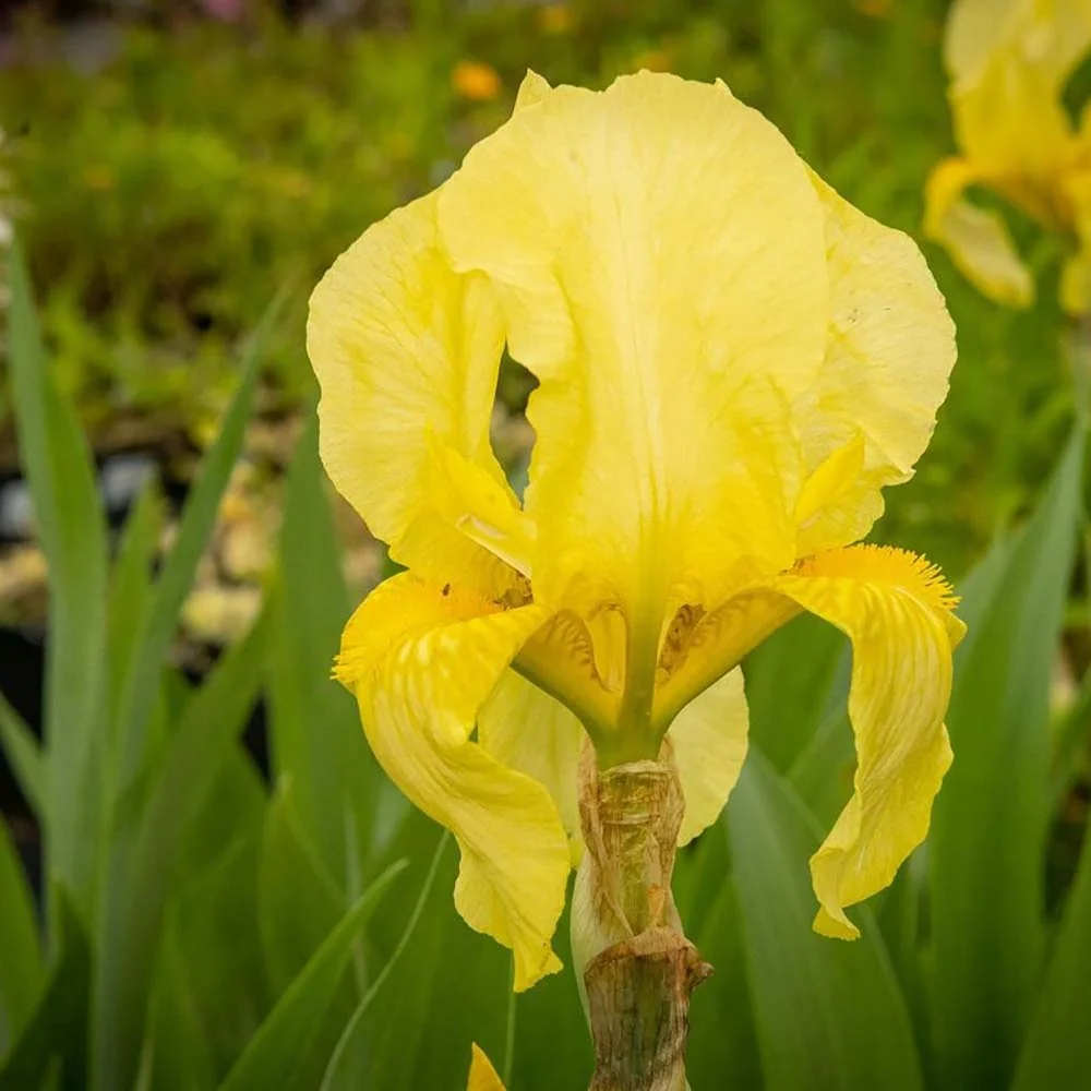 Iris Germanica (Stanjenel) Lime Fizz, cu flori galbene parfumate, crestere rapida, bulb plantat ghiveci