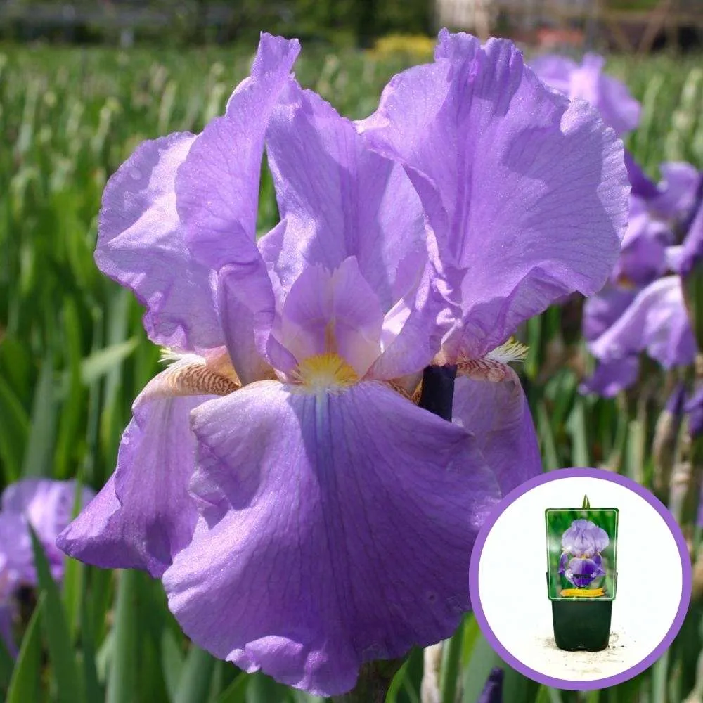 Iris Germanica (Stanjenel) Lovely Again, cu flori violet deschis lavanda, crestere rapida, inflorire de doua ori, bulb pla...