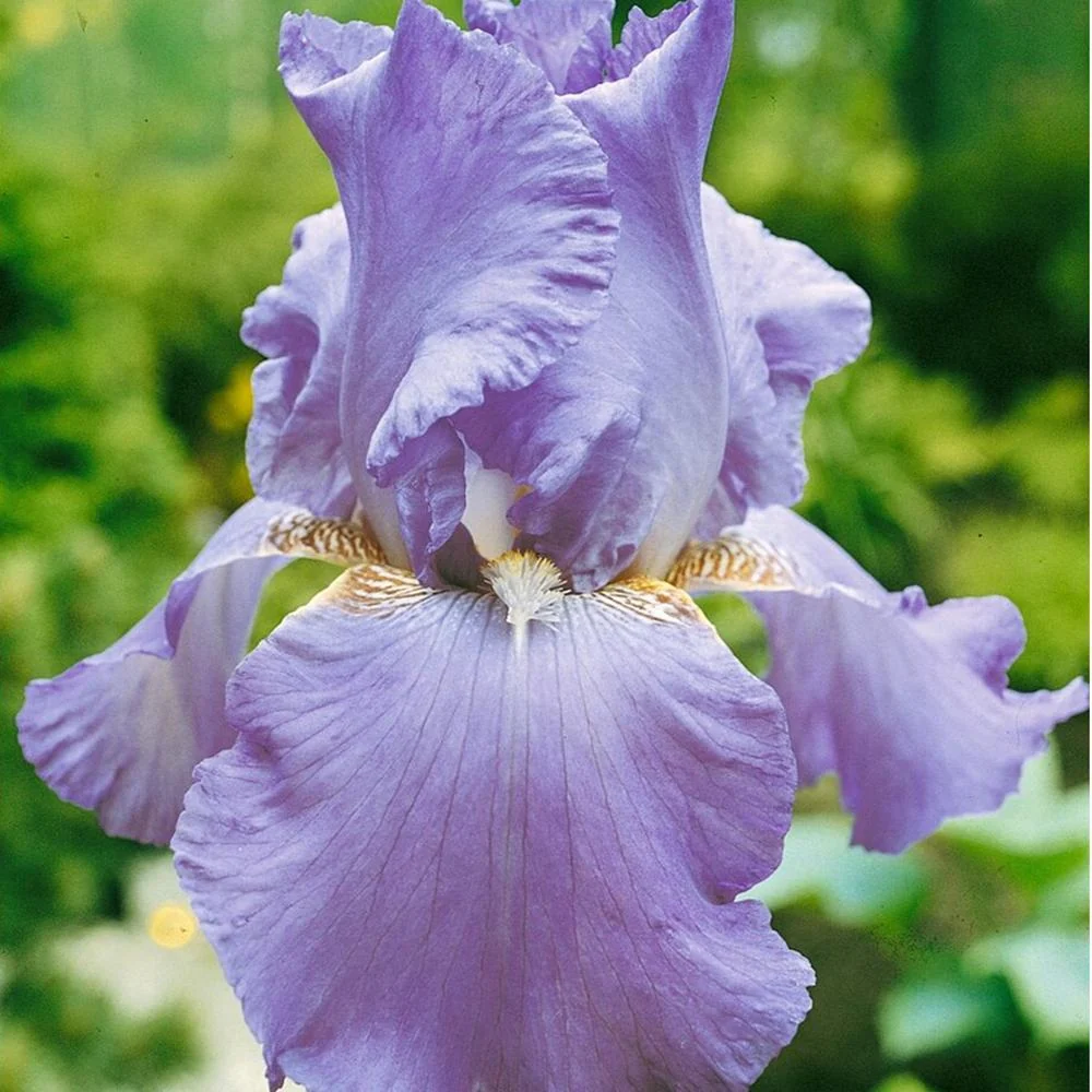 Iris Germanica (Stanjenel) Lovely Again, cu flori violet deschis lavanda, crestere rapida, inflorire de doua ori, bulb pla...