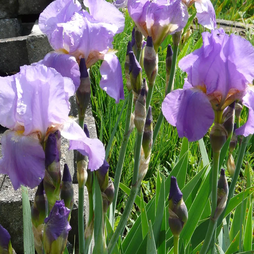 Iris Germanica (Stanjenel) Lovely Again, cu flori violet deschis lavanda, crestere rapida, inflorire de doua ori, bulb pla...