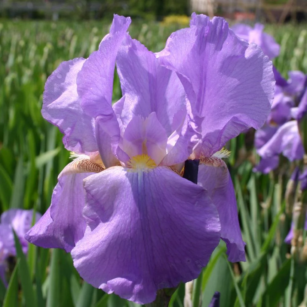 Iris Germanica (Stanjenel) Lovely Again, cu flori violet deschis lavanda, crestere rapida, inflorire de doua ori, bulb pla...