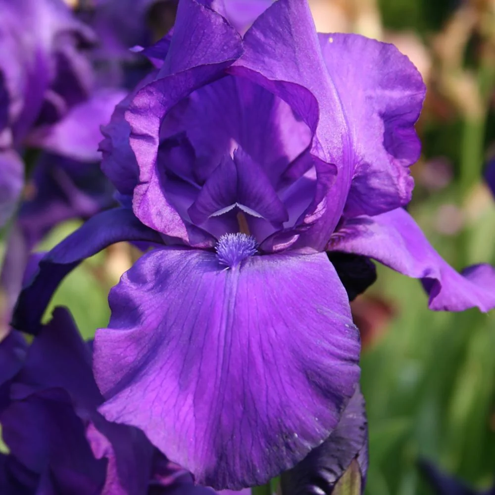 Iris Germanica (Stanjenel) Matinata, cu flori violet intens parfumate, crestere rapida, bulb plantat ghiveci