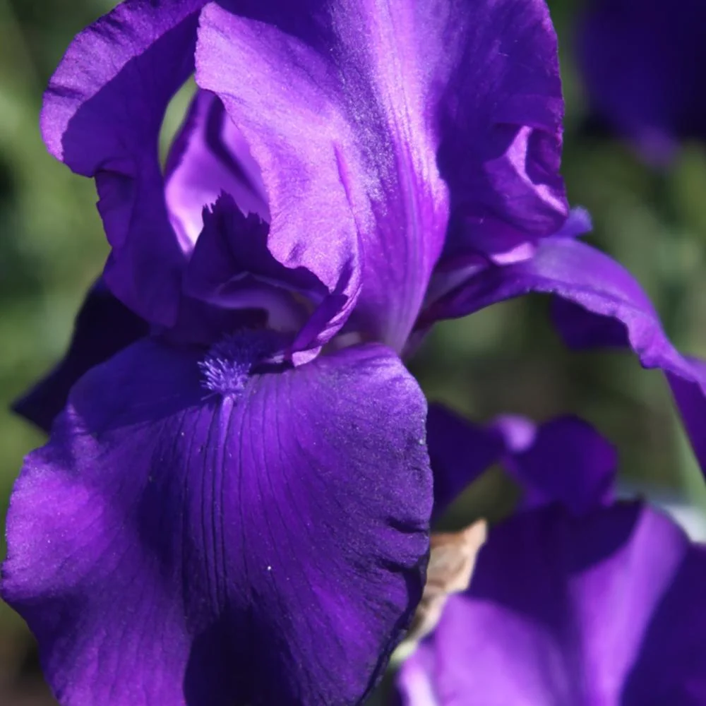 Iris Germanica (Stanjenel) Matinata, cu flori violet intens parfumate, crestere rapida, bulb plantat ghiveci