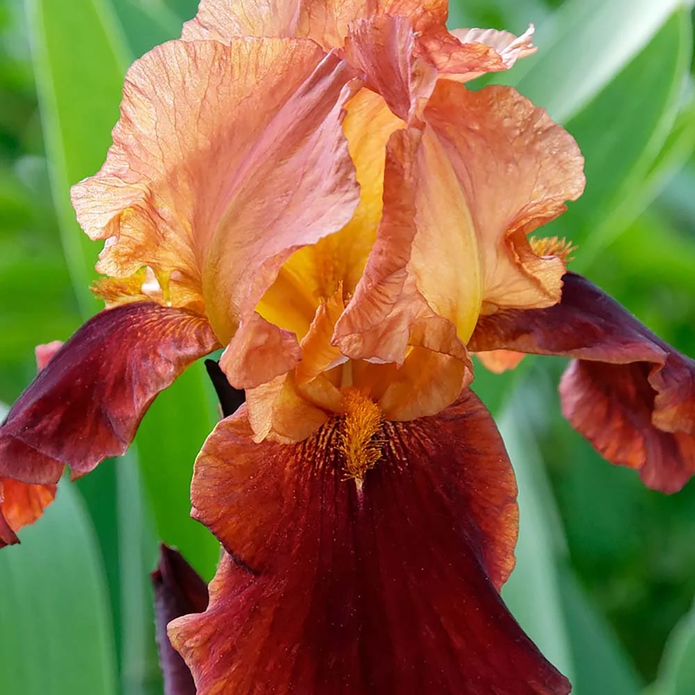 Iris Germanica (Stanjenel) Natchez Trace, cu flori parfumate portocaliu-cupru si acente auriu, crestere rapida, bulb plant...