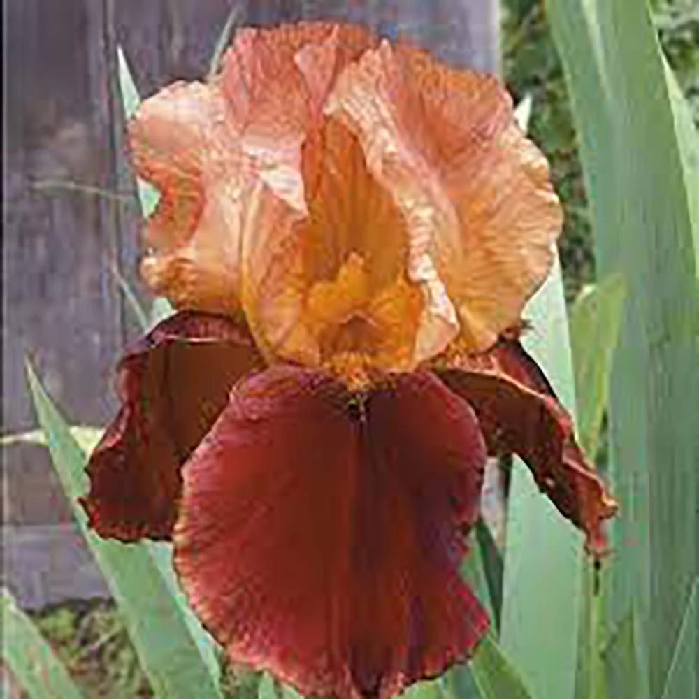 Iris Germanica (Stanjenel) Natchez Trace, cu flori parfumate portocaliu-cupru si acente auriu, crestere rapida, bulb plant...