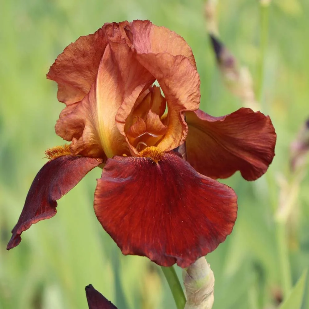 Iris Germanica (Stanjenel) Natchez Trace, cu flori parfumate portocaliu-cupru si acente auriu, crestere rapida, bulb plant...