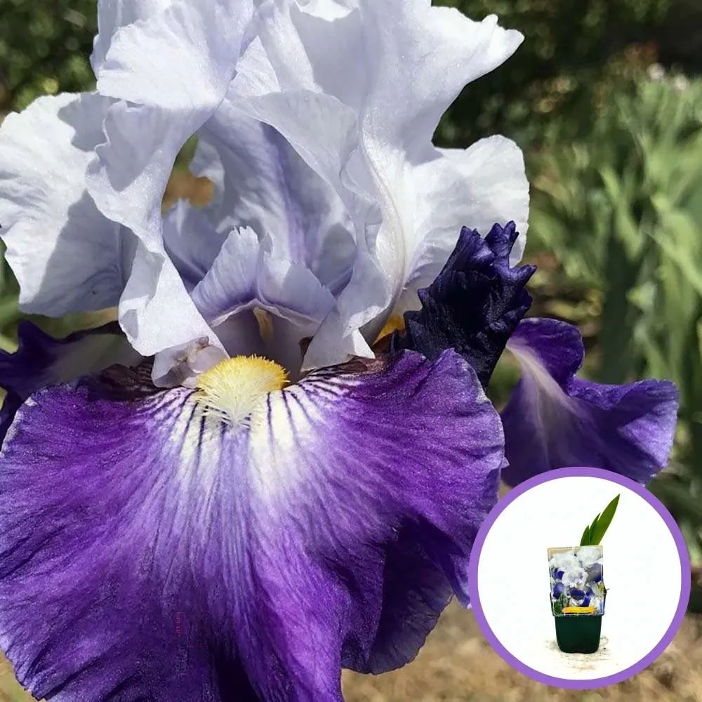 Iris Germanica (Stanjenel) Night Edition, cu flori mov-inchis si alb-crem parfumate, crestere rapida, bulb plantat ghiveci
