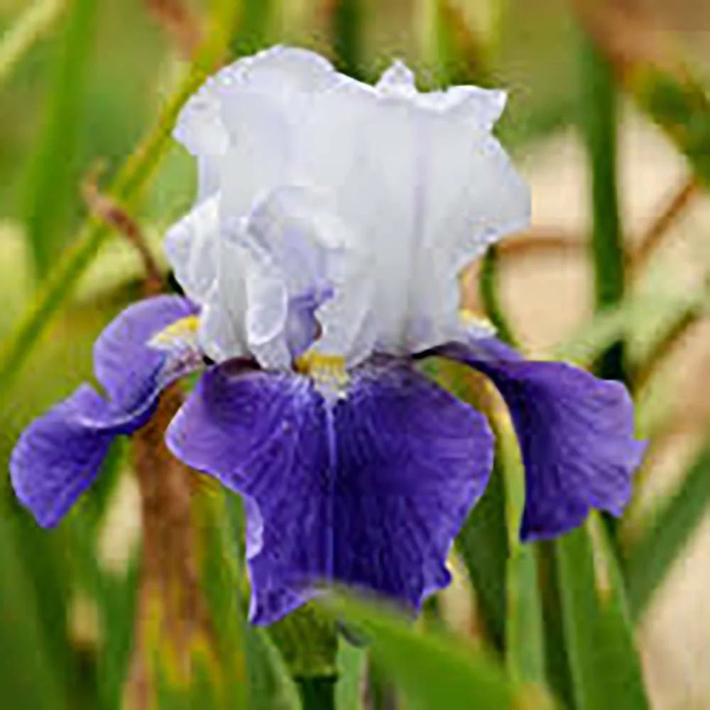 Iris Germanica (Stanjenel) Night Edition, cu flori mov-inchis si alb-crem parfumate, crestere rapida, bulb plantat ghiveci
