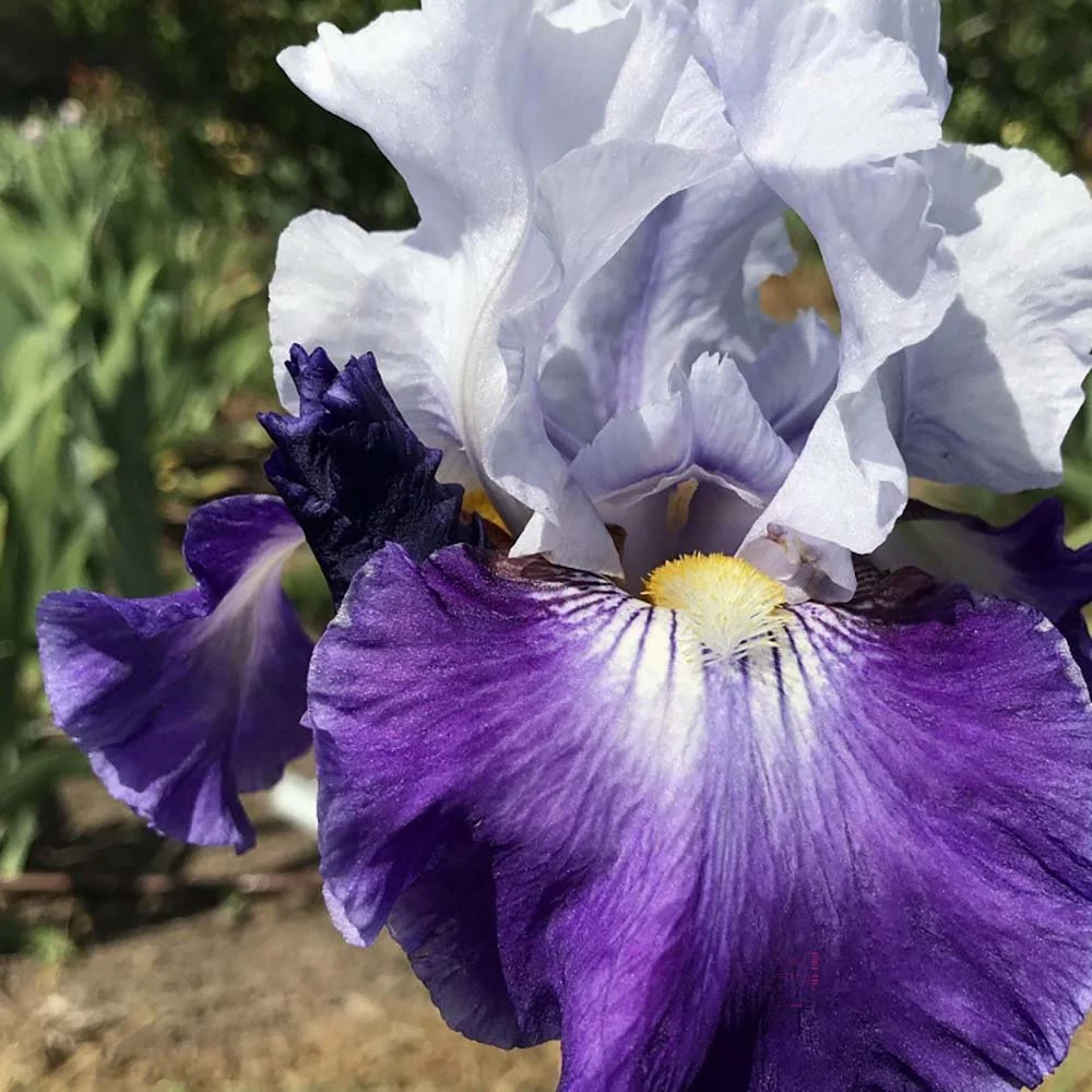 Iris Germanica (Stanjenel) Night Edition, cu flori mov-inchis si alb-crem parfumate, crestere rapida, bulb plantat ghiveci