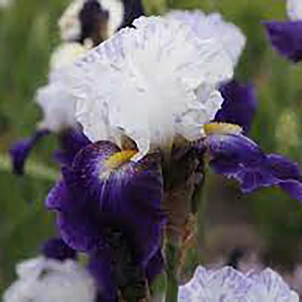 Iris Germanica (Stanjenel) Night Edition, cu flori mov-inchis si alb-crem parfumate, crestere rapida, bulb plantat ghiveci