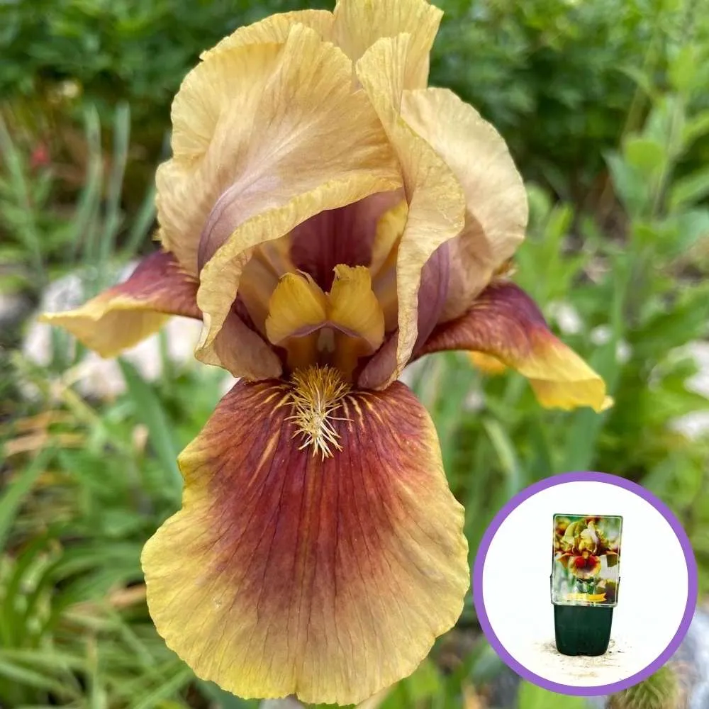 Iris Germanica (Stanjenel) Oklahoma Bandit, cu flori bicolore violet si albastru intens parfumate, crestere rapida, bulb p...