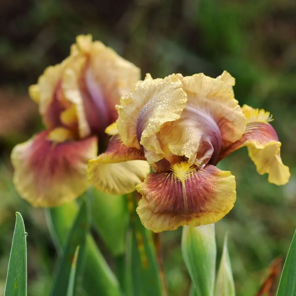 Iris Germanica (Stanjenel) Oklahoma Bandit, cu flori bicolore violet si albastru intens parfumate, crestere rapida, bulb p...