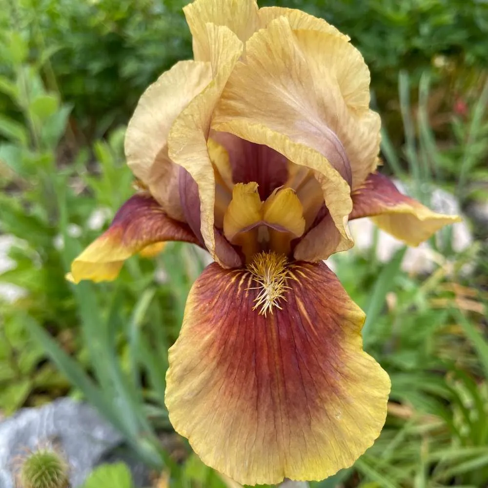 Iris Germanica (Stanjenel) Oklahoma Bandit, cu flori bicolore violet si albastru intens parfumate, crestere rapida, bulb p...