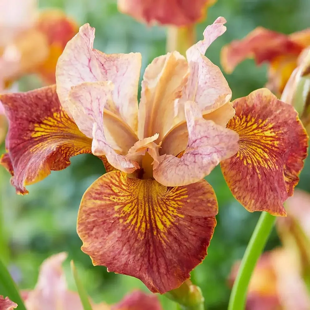 Iris Germanica (Stanjenel) Paprikash, cu flori portocaliu aramiu intens parfumate, crestere rapida, bulb plantat ghiveci