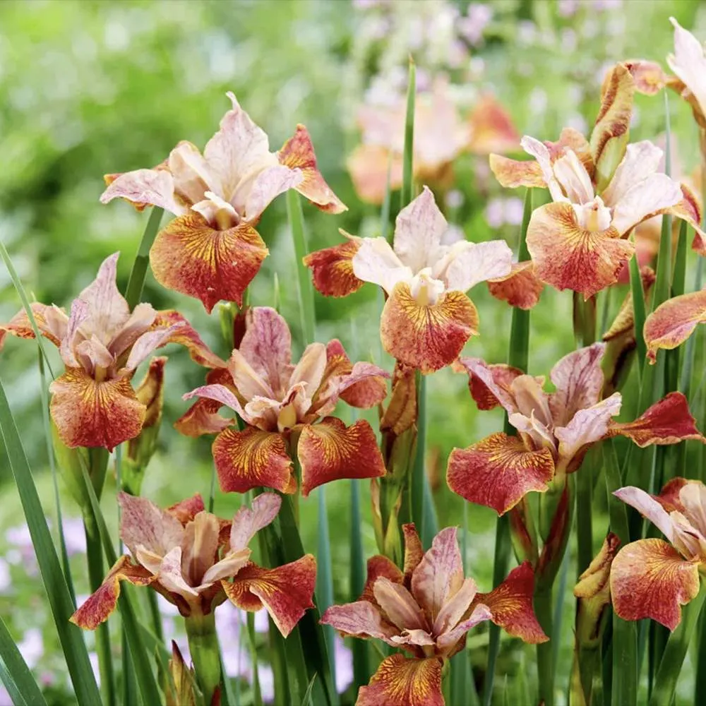 Iris Germanica (Stanjenel) Paprikash, cu flori portocaliu aramiu intens parfumate, crestere rapida, bulb plantat ghiveci