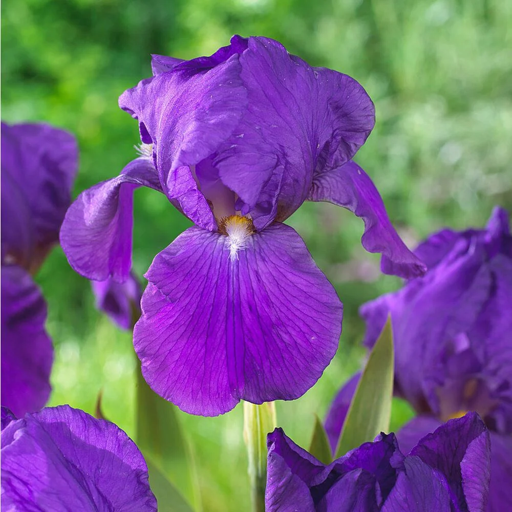 Iris Germanica (Stanjenel) Perfume Counter, cu flori violet-albastru parfumate, crestere rapida, bulb plantat ghiveci