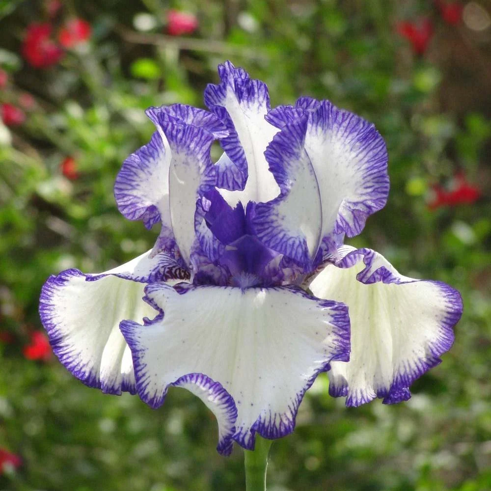 Iris Germanica (Stanjenel) Rare Edition, cu flori bicolore violet si albastru intens parfumate, crestere rapida, bulb plan...