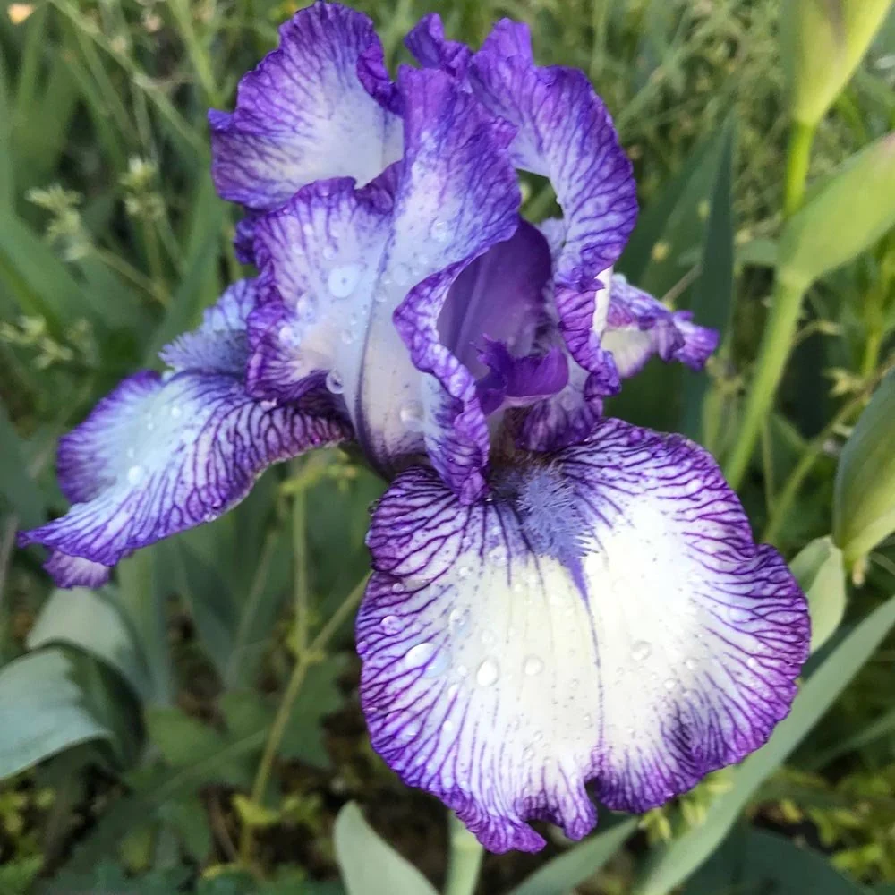 Iris Germanica (Stanjenel) Rare Edition, cu flori bicolore violet si albastru intens parfumate, crestere rapida, bulb plan...