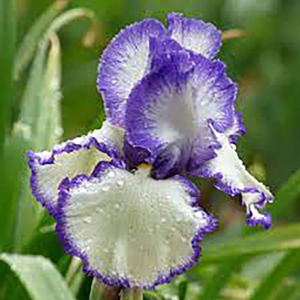 Iris Germanica (Stanjenel) Rare Edition, cu flori bicolore violet si albastru intens parfumate, crestere rapida, bulb plan...