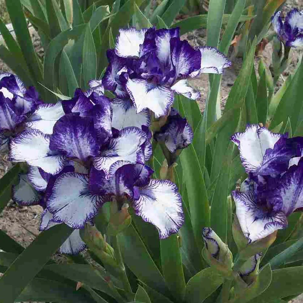 Iris Germanica (Stanjenel) Rare Edition, cu flori bicolore violet si albastru intens parfumate, crestere rapida, bulb plan...