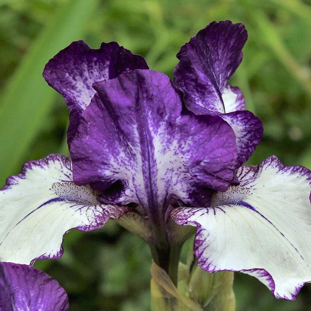 Iris Germanica (Stanjenel) Rare Edition, cu flori bicolore violet si albastru intens parfumate, crestere rapida, bulb plan...